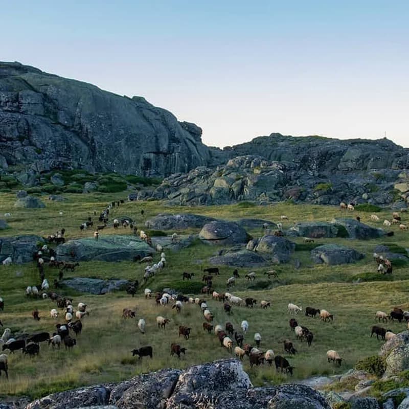 A flock grazing between the granite boulders of Serra da Estrela